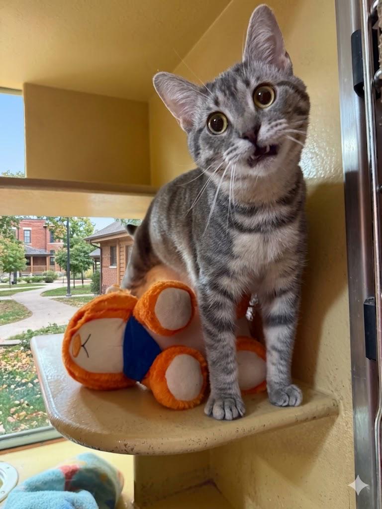 Enlarge Taco, a ADOPTABLE Tabby in Cincinnati, OH image 2/3