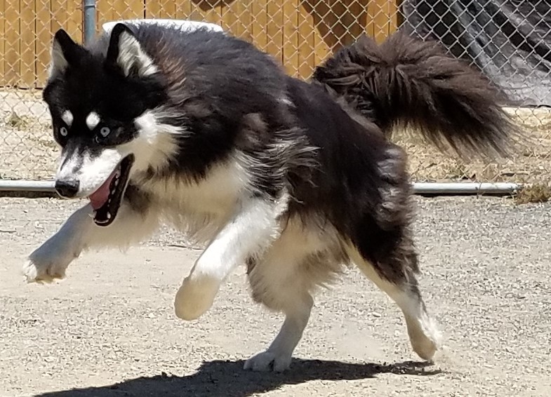 BOLT, a Adoptable Siberian Husky in Valencia, CA image 1/10