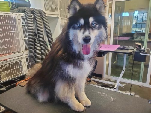 BOLT, a Adoptable Siberian Husky in Valencia, CA image 2/10