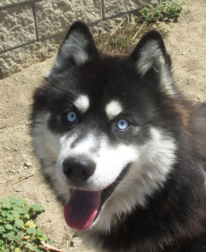 BOLT, a Adoptable Siberian Husky in Valencia, CA image 3/10