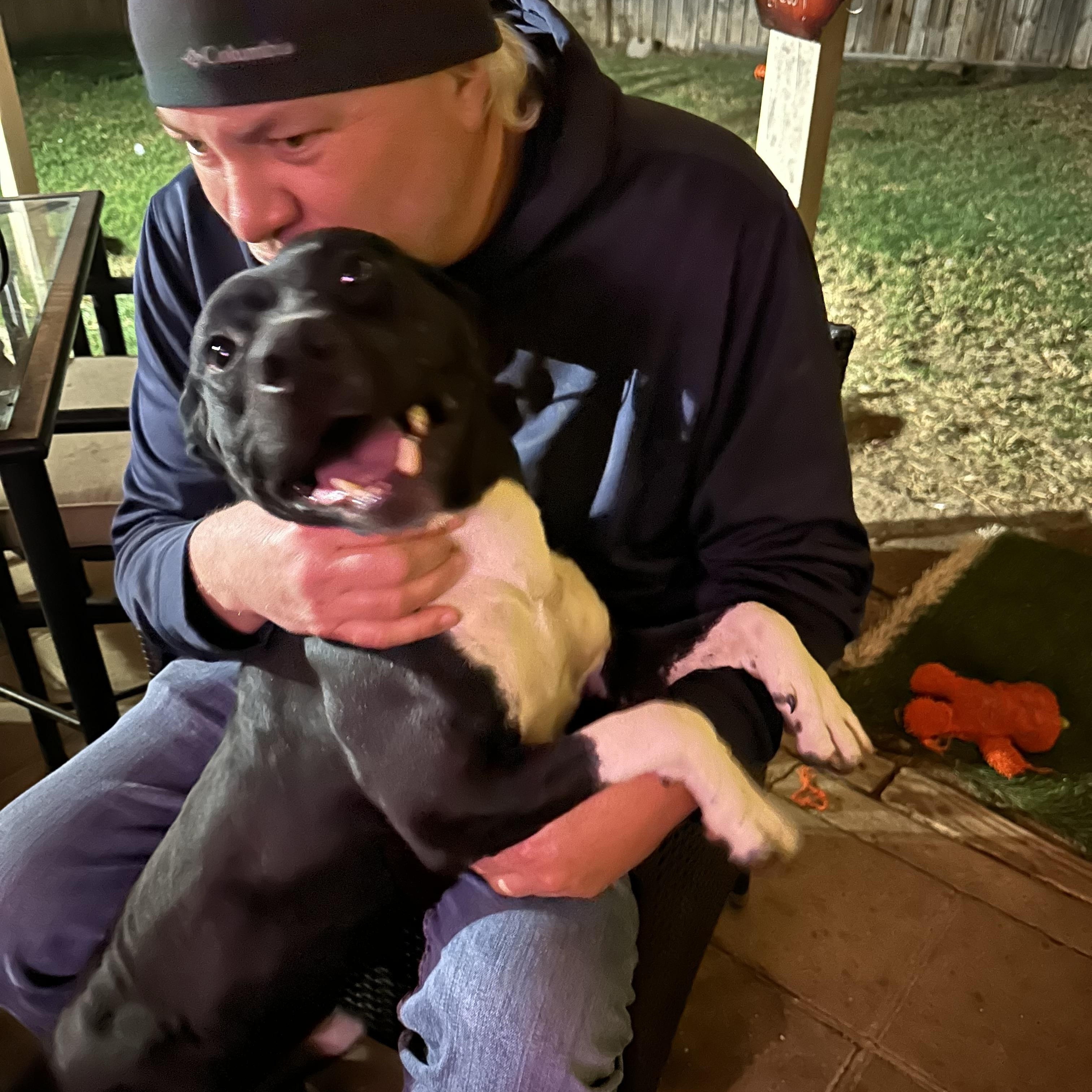 Enlarge Spike Lee, a Adoptable mixed breed in Winnetka, IL image 2/6