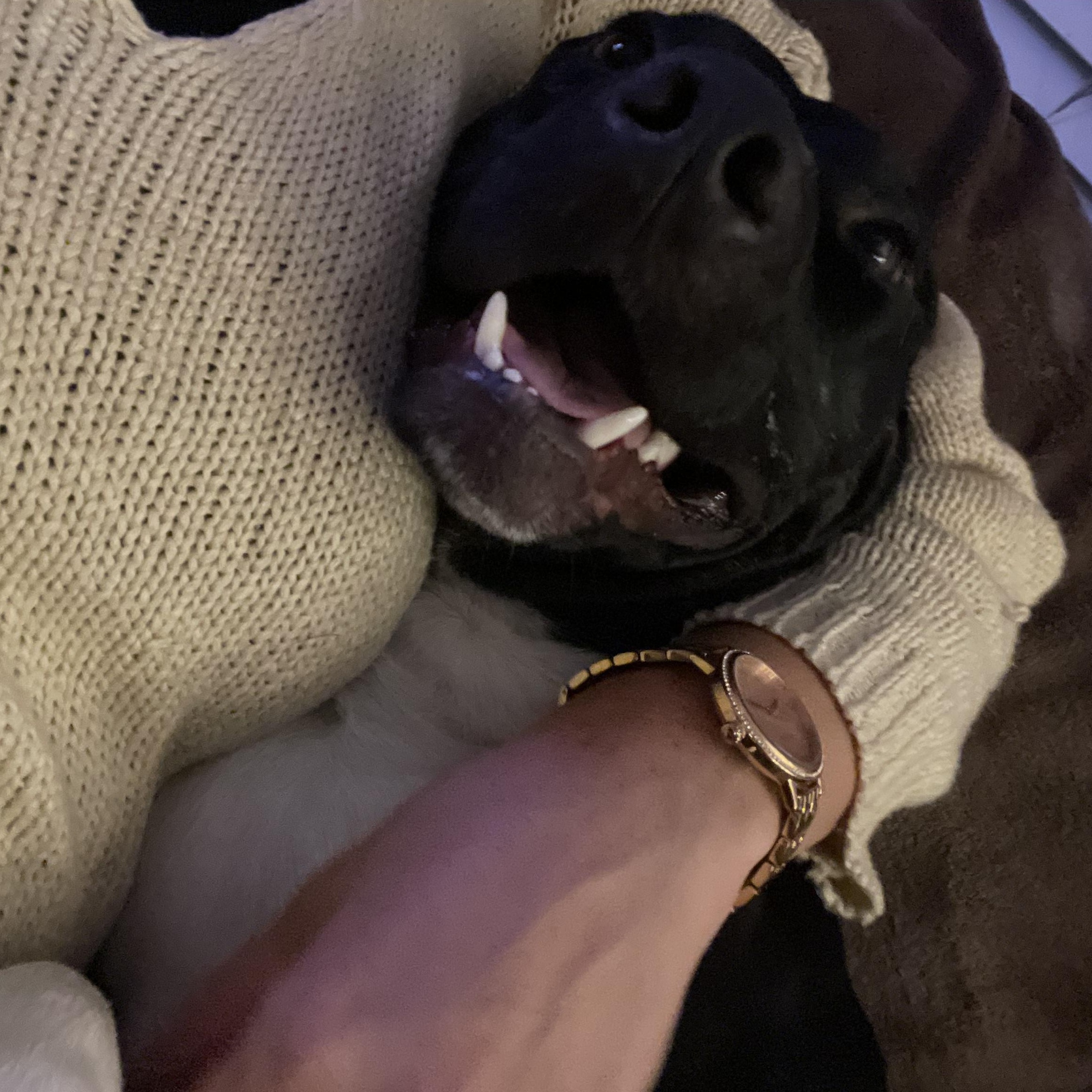 Enlarge Spike Lee, a Adoptable mixed breed in Winnetka, IL image 3/6