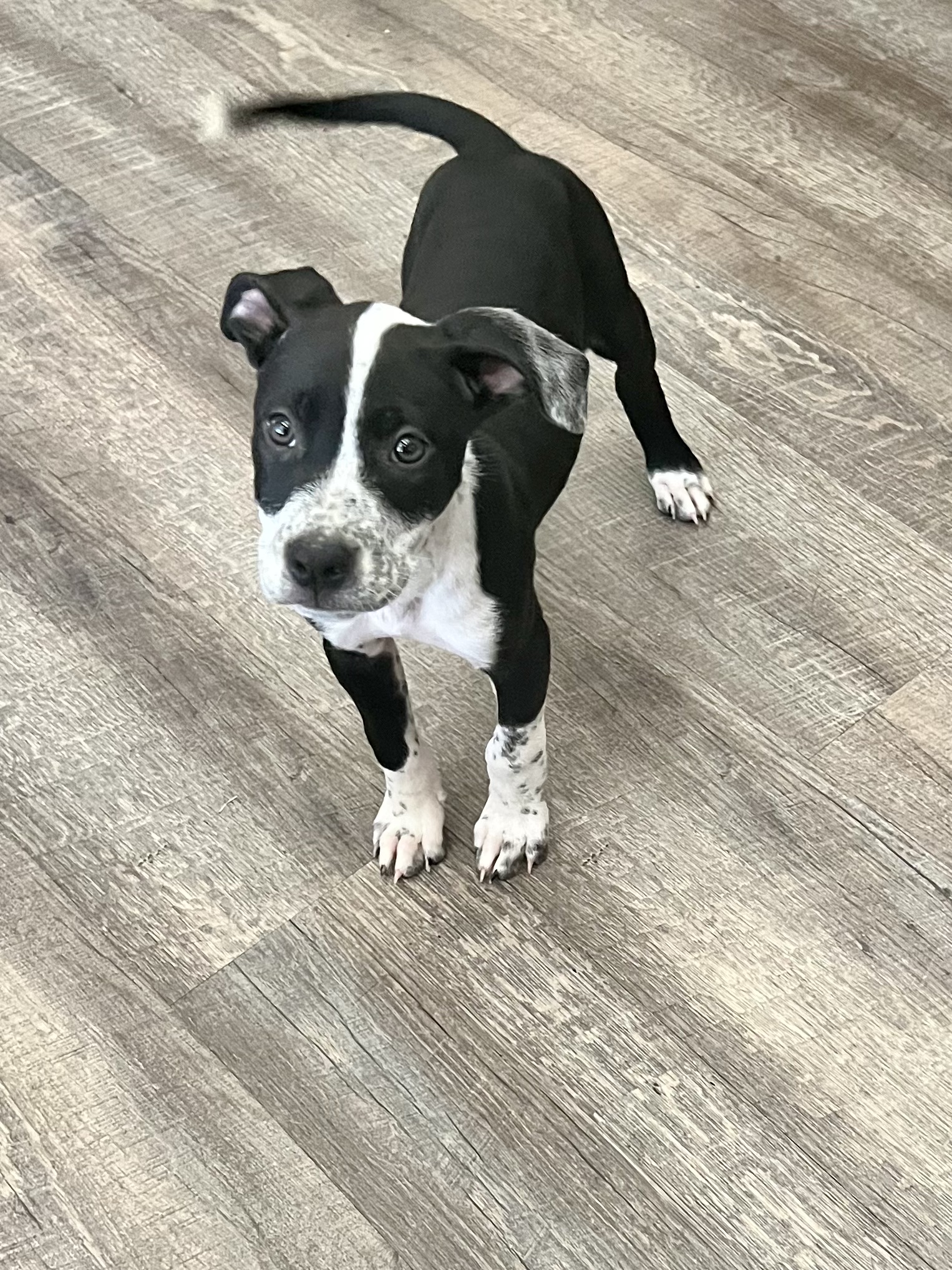 Dog for adoption Pepper, a Pit Bull Terrier Mix in Algonquin, IL