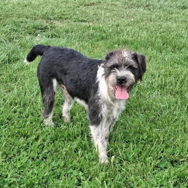 Enlarge Porter, a ADOPTABLE mixed breed in Sulphur, KY image 5/5