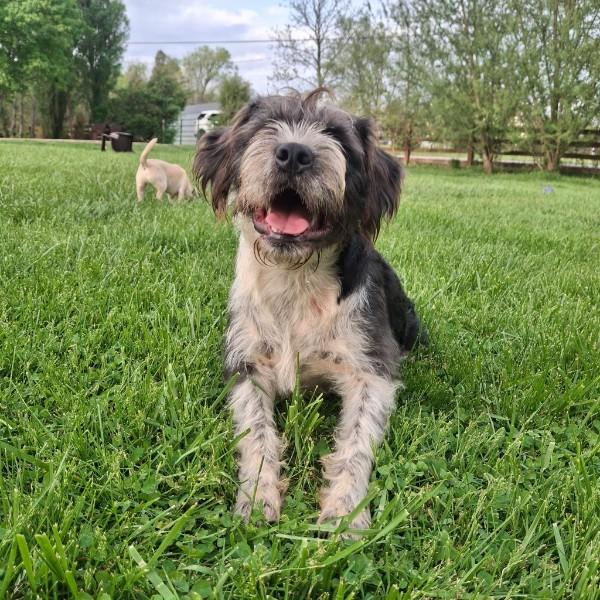 Enlarge Porter, a ADOPTABLE mixed breed in Sulphur, KY image 2/5