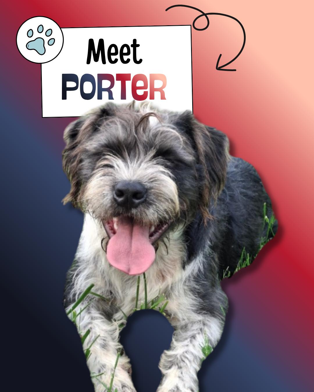 Enlarge Porter, a ADOPTABLE mixed breed in Sulphur, KY image 1/5