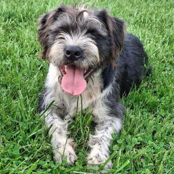 Enlarge Porter, a ADOPTABLE mixed breed in Sulphur, KY image 3/5
