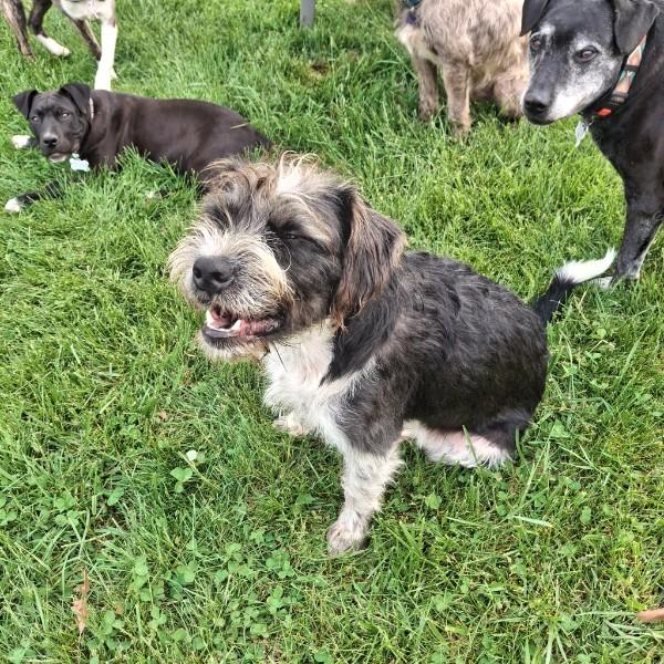 Enlarge Porter, a ADOPTABLE mixed breed in Sulphur, KY image 4/5