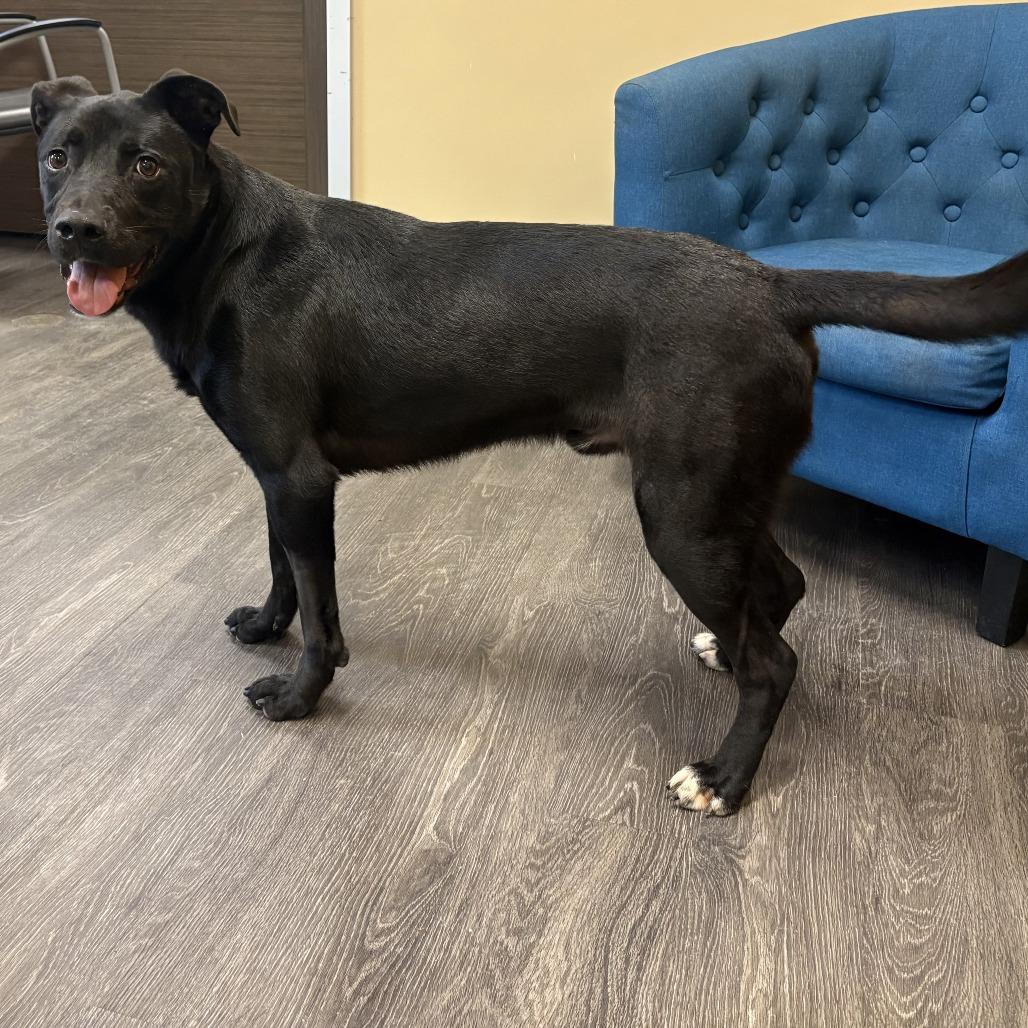 Loki, Adoptable, Adult Male Black Labrador Retriever & Mixed Breed.