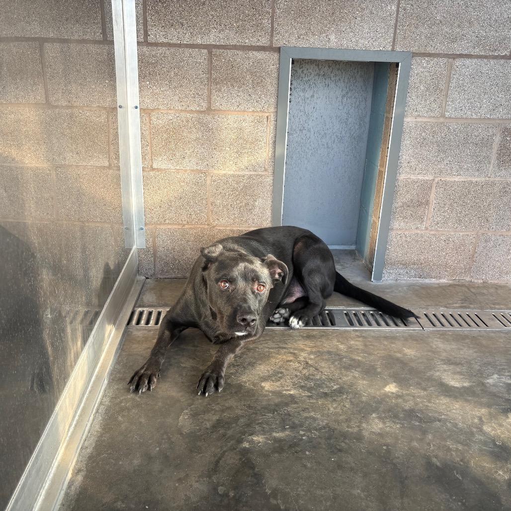 Loki, a Adoptable mixed breed in Webster, TX image 2/6