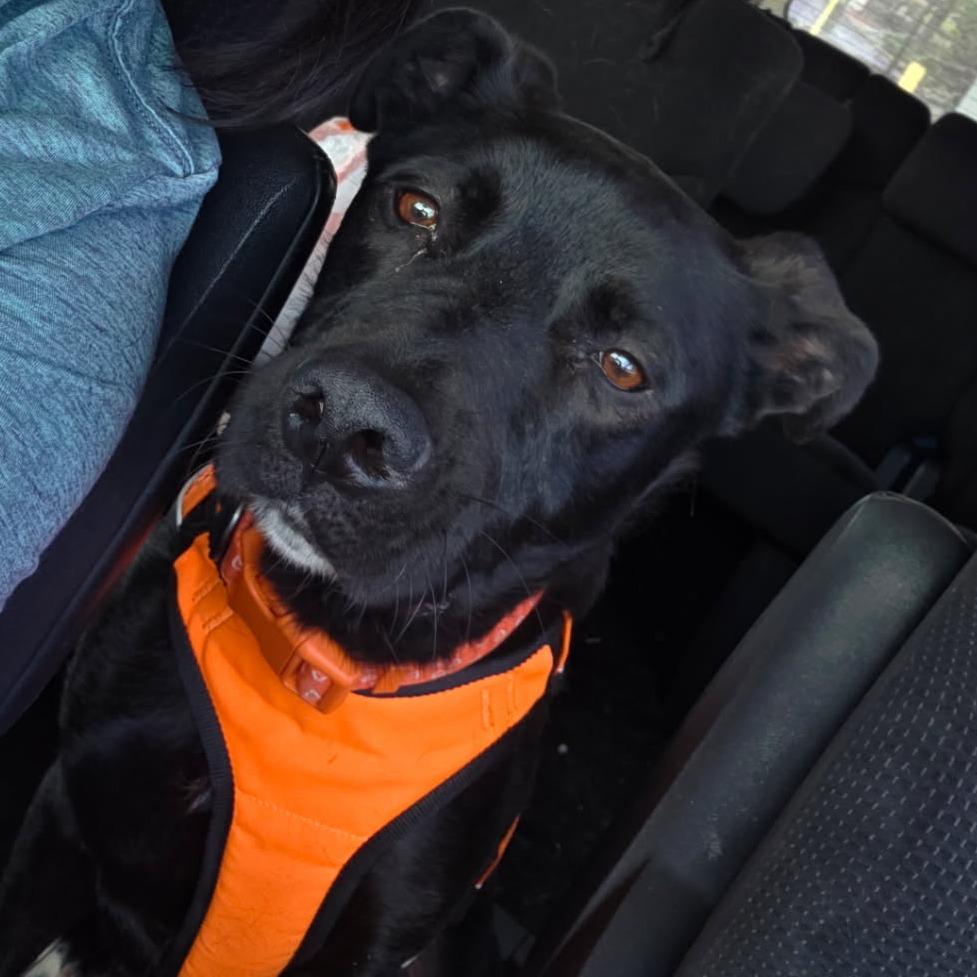 Loki, a Adoptable mixed breed in Webster, TX image 3/6