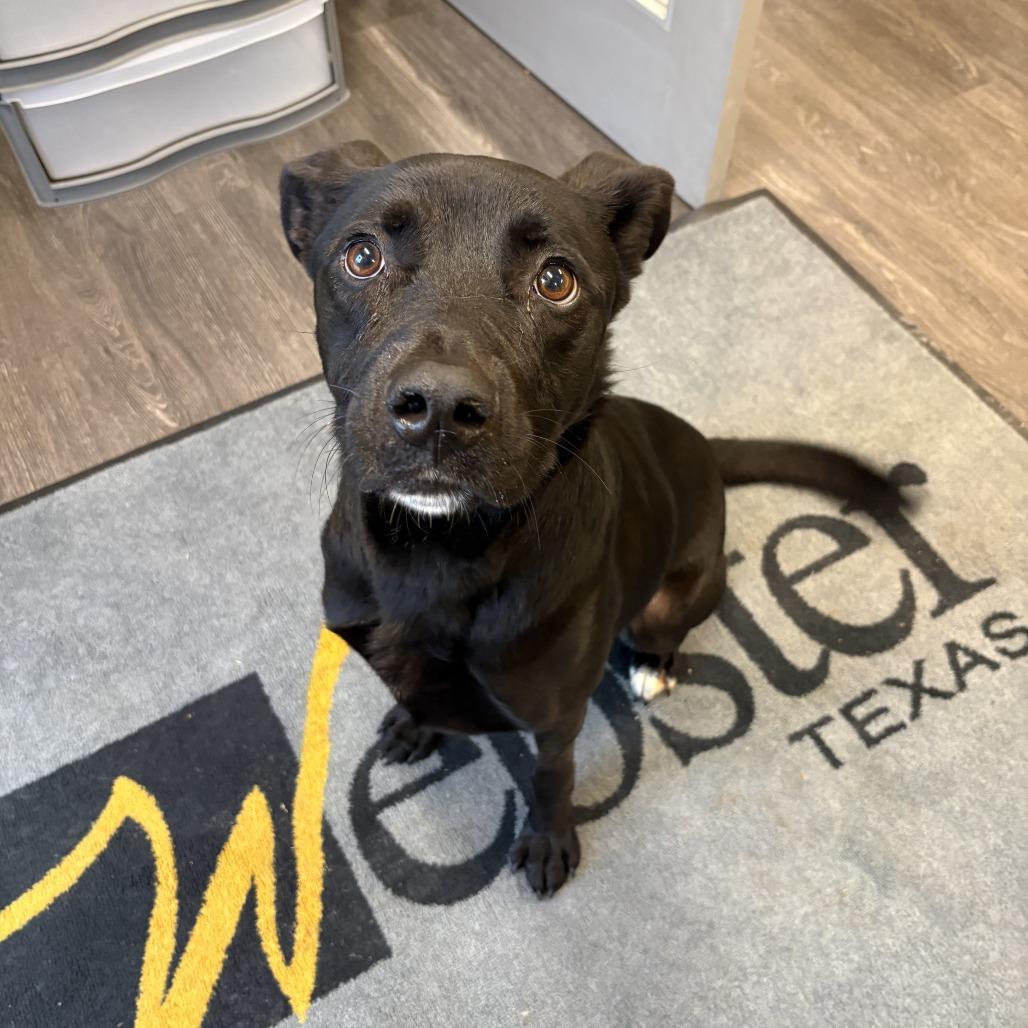 Loki, a Adoptable mixed breed in Webster, TX image 4/6