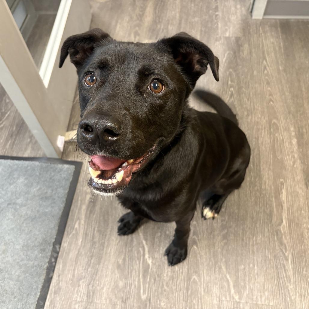 Loki, a Adoptable mixed breed in Webster, TX image 5/6