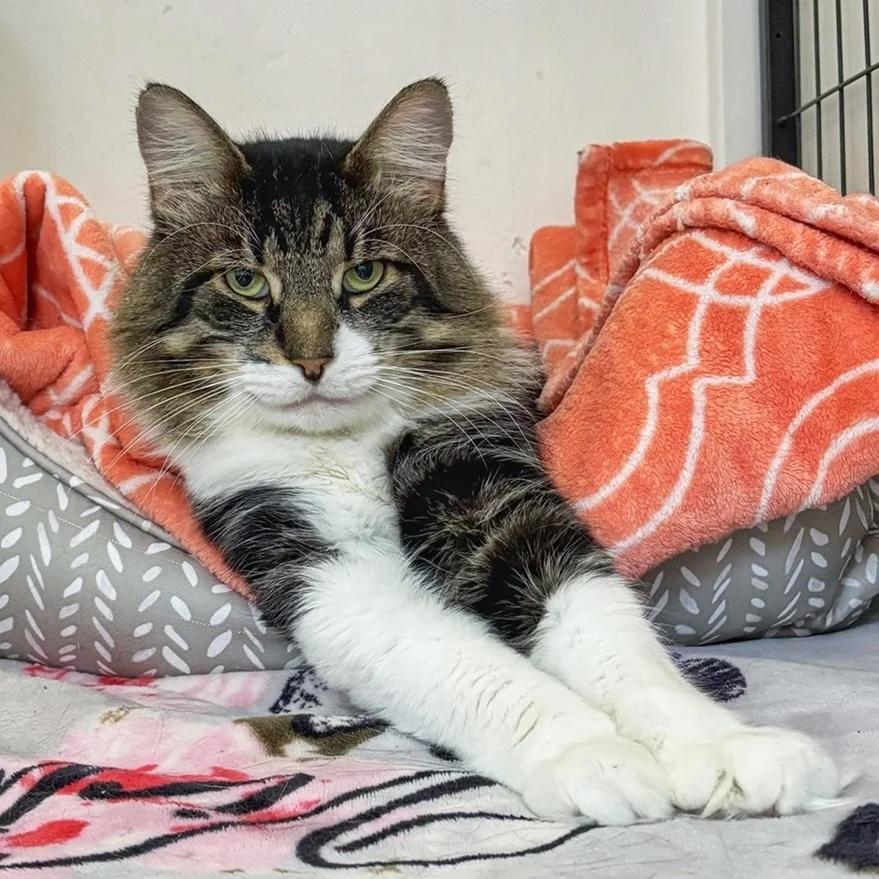 Enlarge Klaus, a Adoptable Domestic Long Hair in Toronto, ON image 4/6