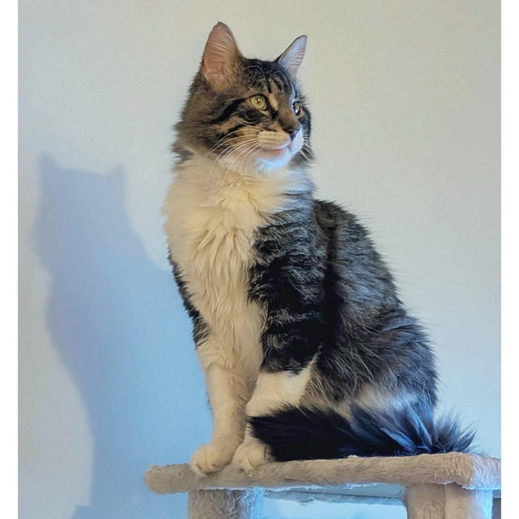 Enlarge Klaus, a Adoptable Domestic Long Hair in Toronto, ON image 3/5