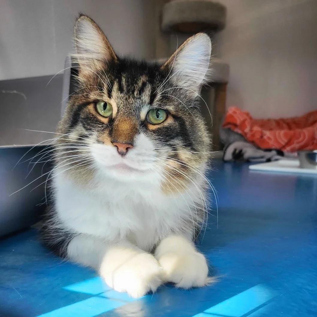 Enlarge Klaus, a Adoptable Domestic Long Hair in Toronto, ON image 2/6