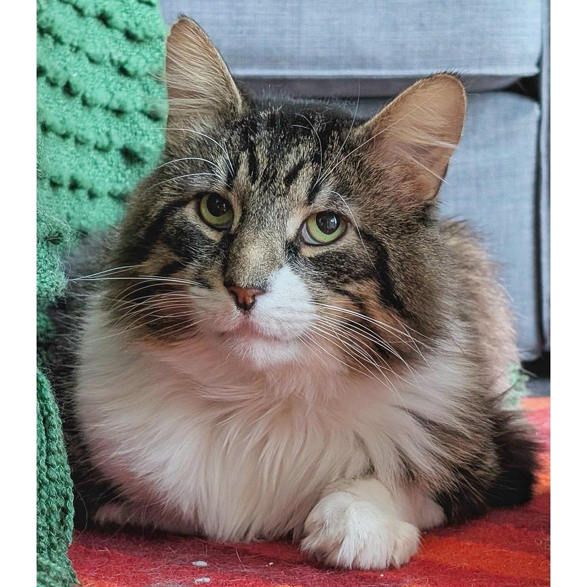 Enlarge Klaus, a Adoptable Domestic Long Hair in Toronto, ON image 1/5