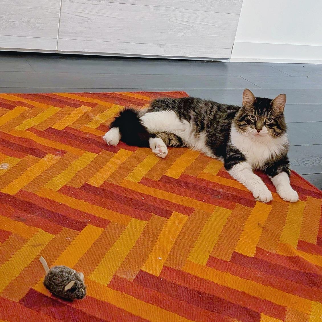 Enlarge Klaus, a Adoptable Domestic Long Hair in Toronto, ON image 5/5
