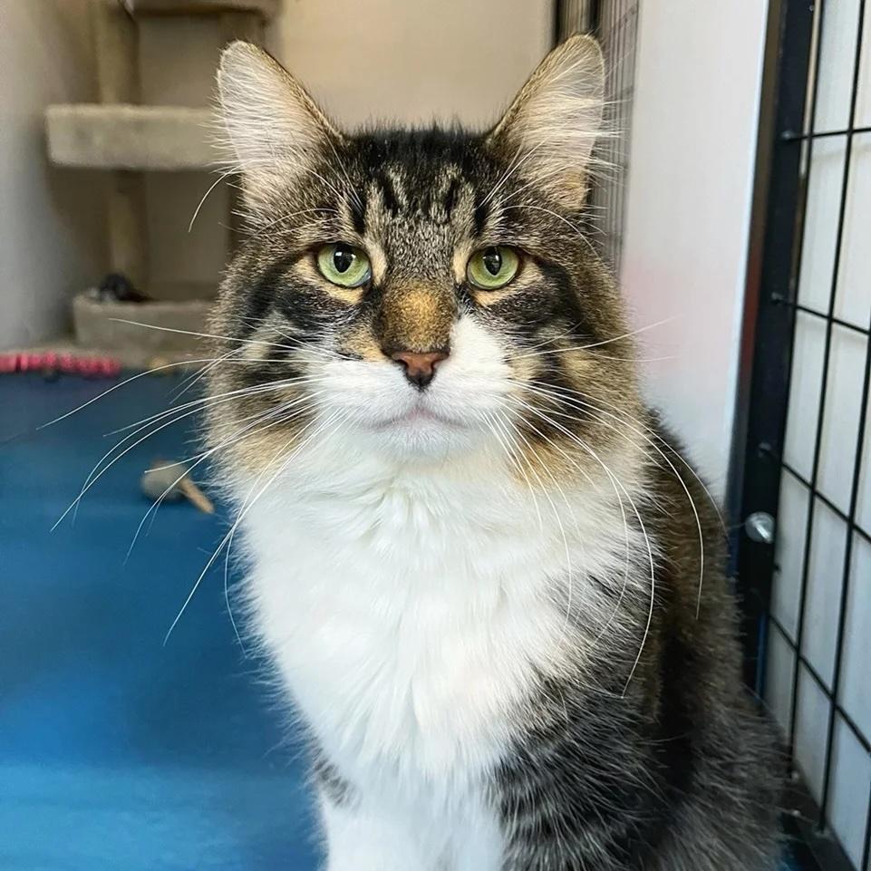 Klaus, Adoptable, Adult Male Domestic Long Hair.