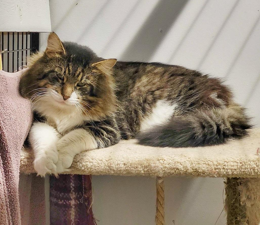 Enlarge Klaus, a Adoptable Domestic Long Hair in Toronto, ON image 2/5