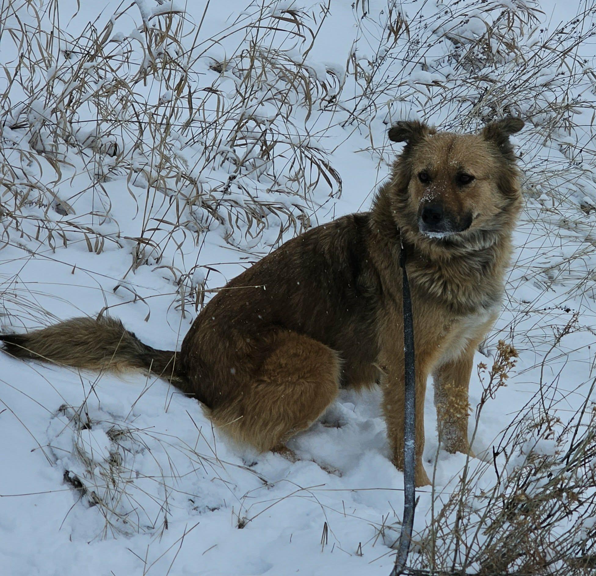 Enlarge Juno, a ADOPTABLE mixed breed in Newcastle, WY image 1/3