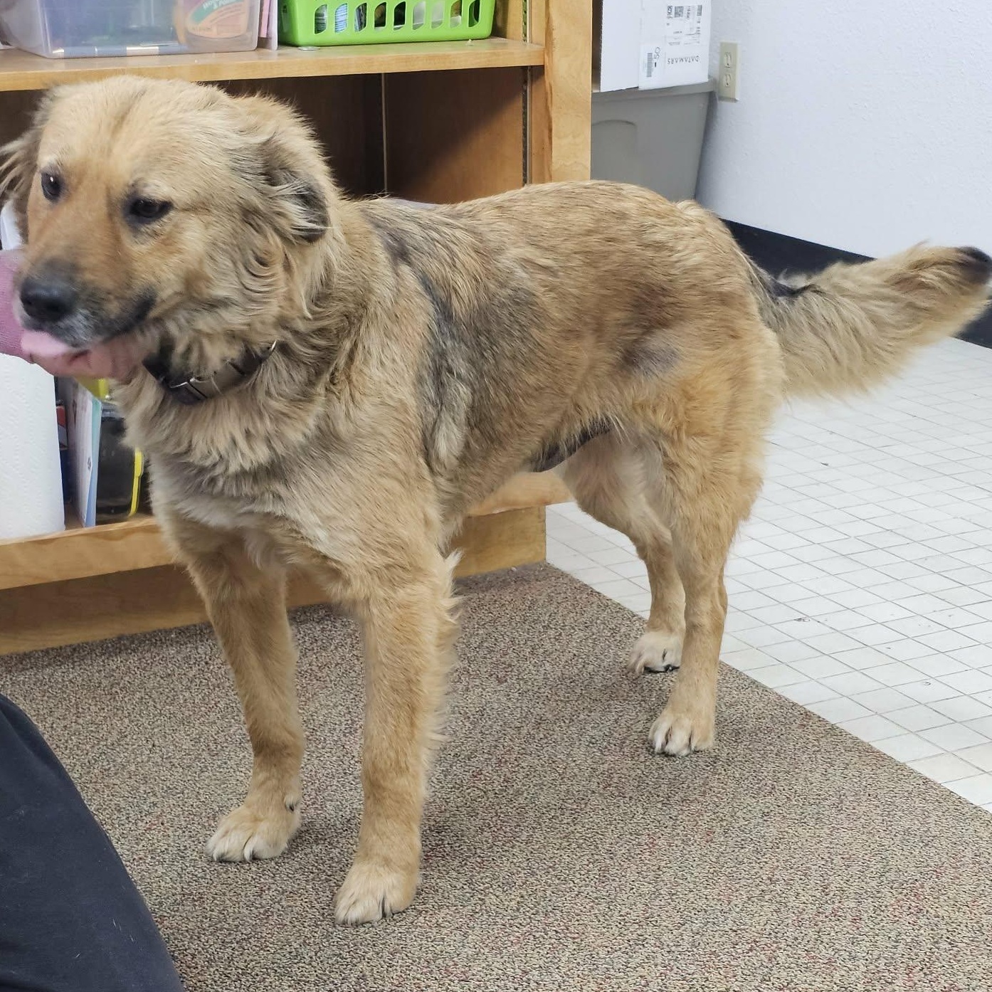 Enlarge Juno, a ADOPTABLE mixed breed in Newcastle, WY image 3/3