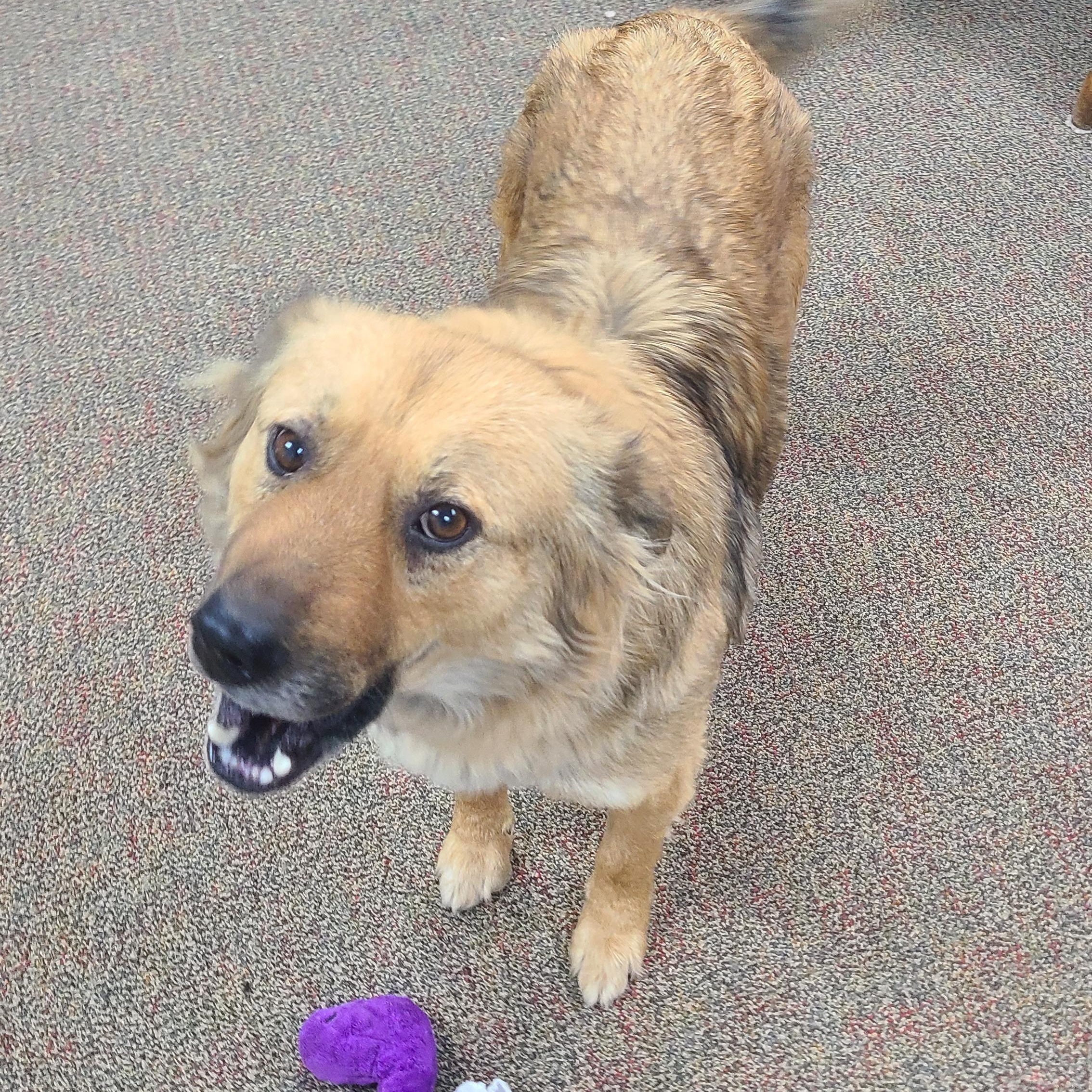 Enlarge Juno, a ADOPTABLE mixed breed in Newcastle, WY image 2/3