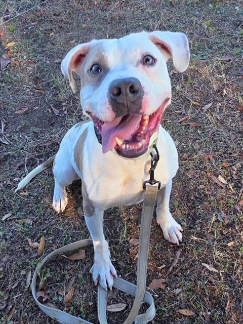 Enlarge ROLO, a Adoptable mixed breed in Ocala, FL image 1/1