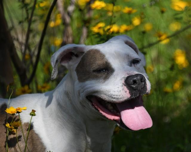 ROLO, Adoptable, Adult Male Pit Bull Terrier & Mixed Breed.