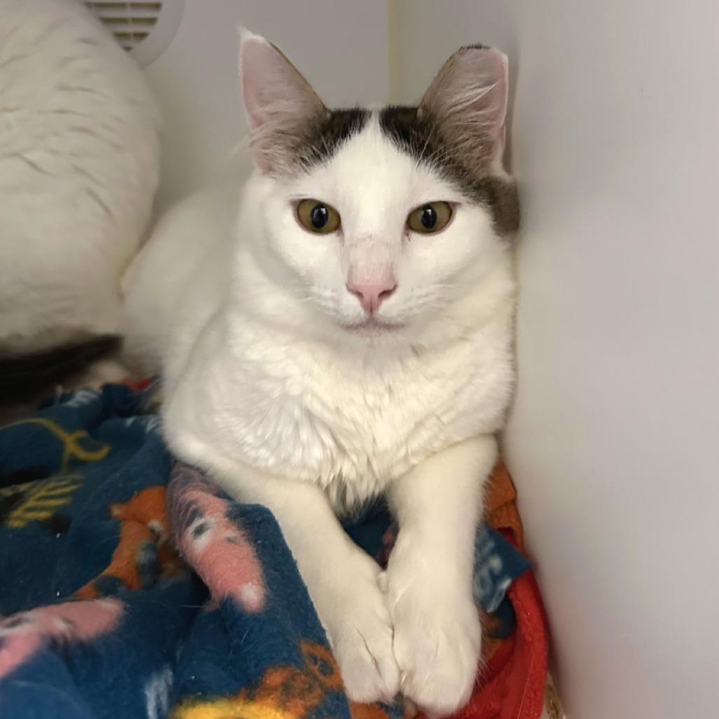 Brioche, Adoptable, Young Male Domestic Medium Hair.