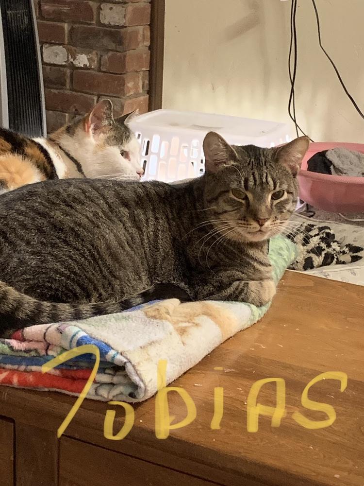 Tobias, Adoptable, Young Male Domestic Short Hair.