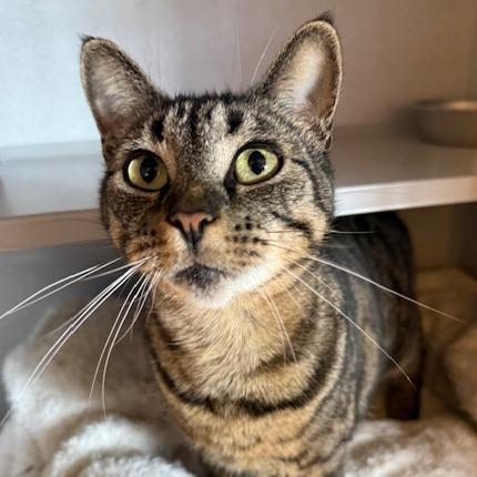 Tuna, Adoptable, Adult Female Domestic Short Hair.