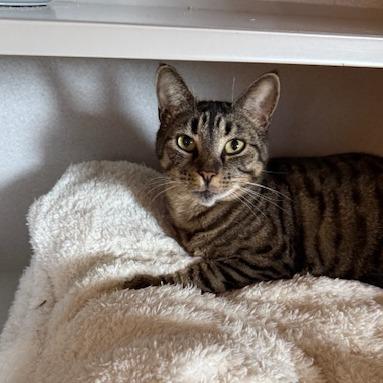 Enlarge Tuna, a Adoptable Domestic Short Hair in Washougal, WA image 2/2