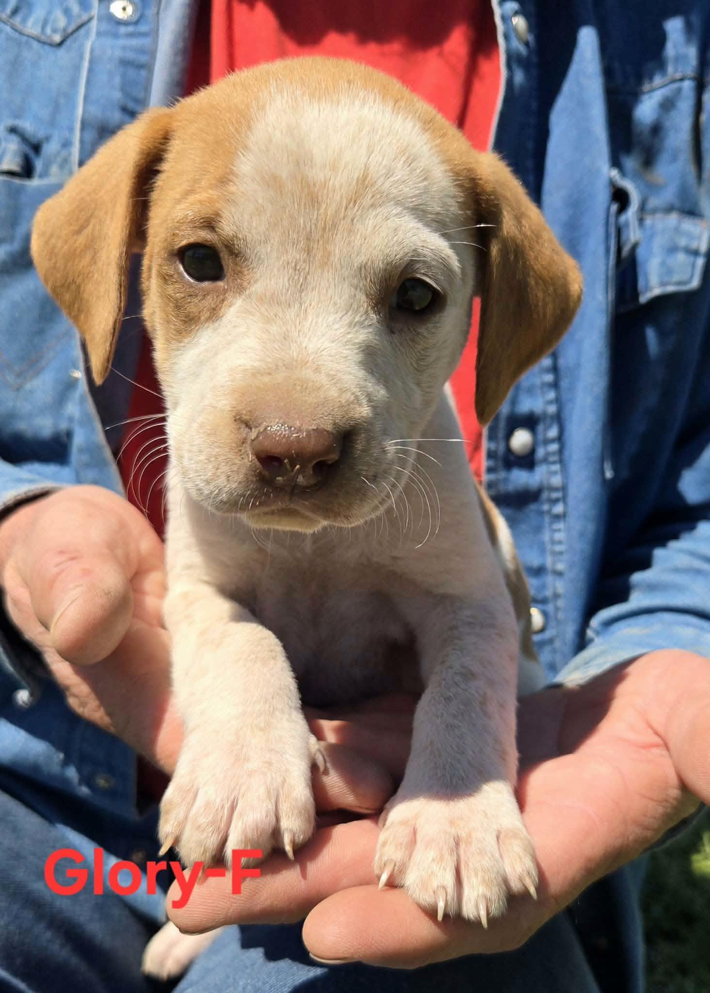 Glory, adopted, Puppy Female Cattle Dog.