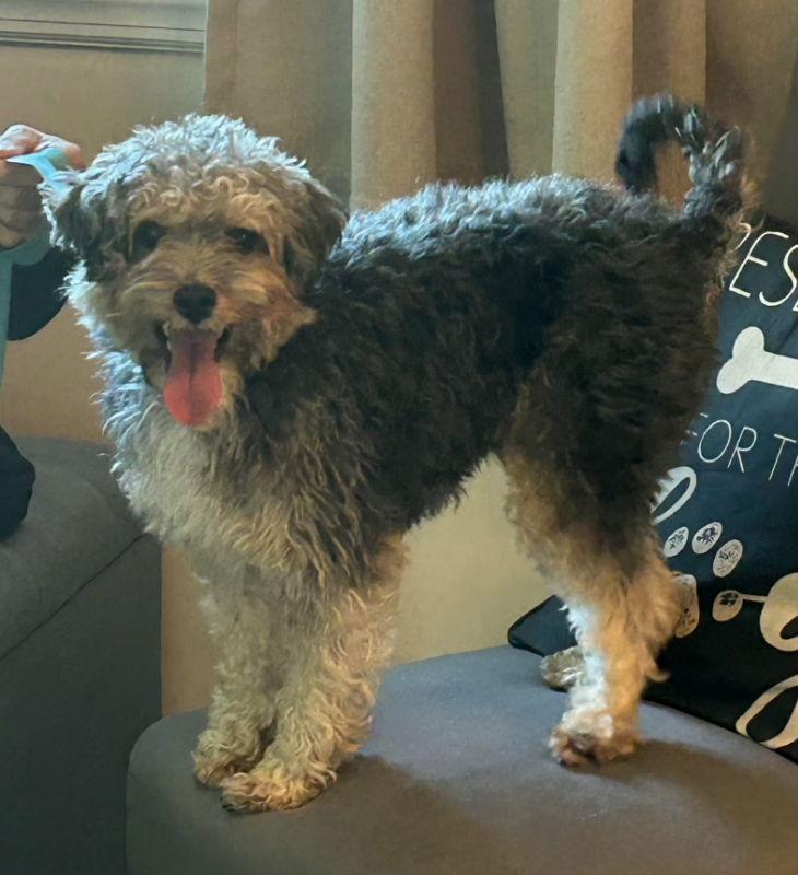 Enlarge Max *Adoption Pending*, a Adopted mixed breed in Fairfax, VA image 1/3