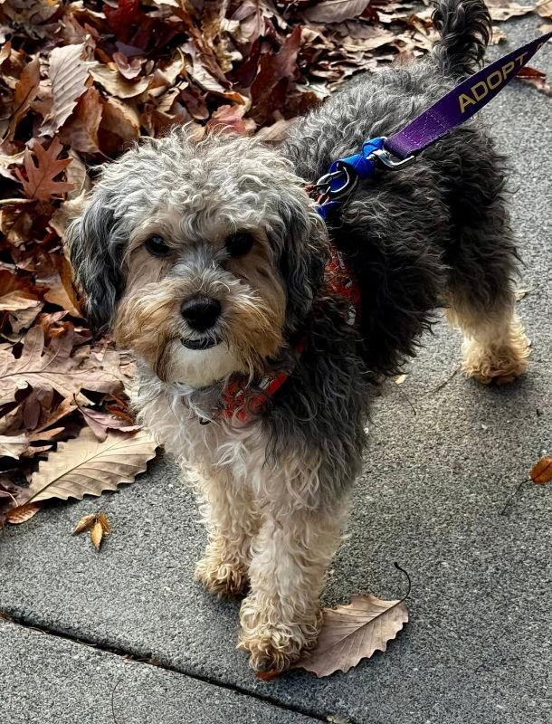 Enlarge Max *Adoption Pending*, a Adopted mixed breed in Fairfax, VA image 2/3