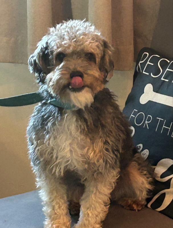 Enlarge Max *Adoption Pending*, a Adopted mixed breed in Fairfax, VA image 3/3