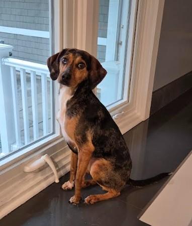 Enlarge Muffy, an adopted Hound in Barrington Hills, IL image 2/4