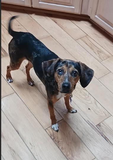 Enlarge Muffy, an adopted Hound in Barrington Hills, IL image 4/4