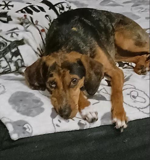 Enlarge Muffy, an adopted Hound in Barrington Hills, IL image 3/4