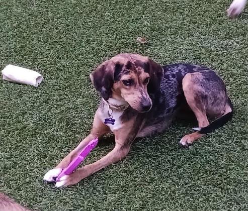 Muffy, adopted, Young Female Hound.