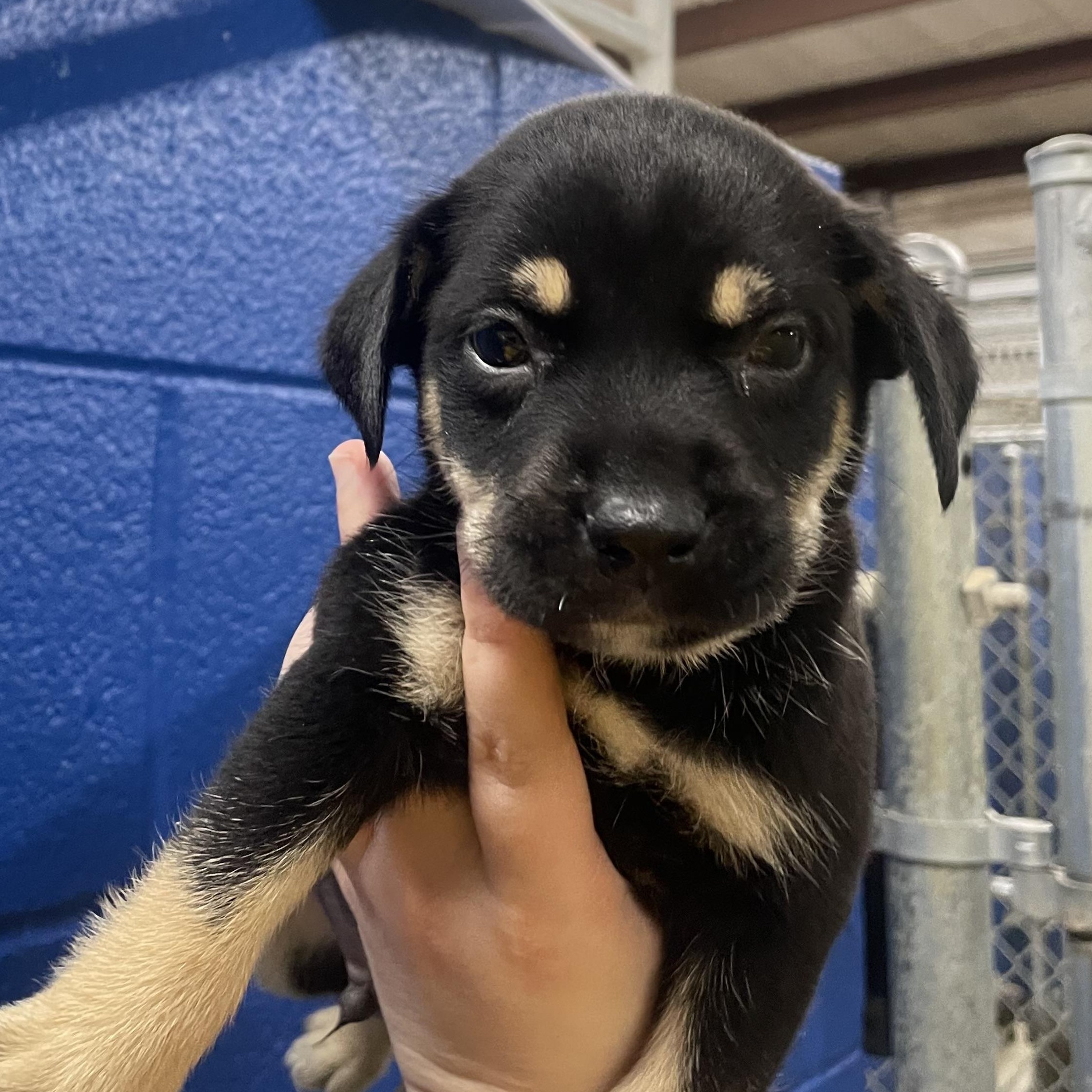 Enlarge Harry, a Adoptable mixed breed in Copiague, NY image 1/1