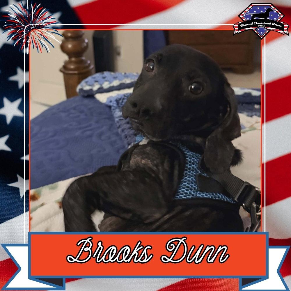 Enlarge Brooks Dunn, a Adoptable Dachshund in San Antonio, TX image 1/3
