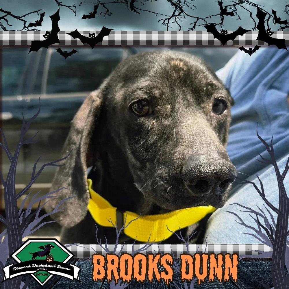 Brooks Dunn, Adoptable, Adult Male Dachshund.