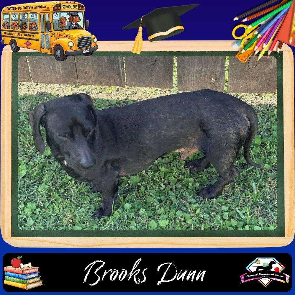Brooks Dunn, Adoptable, Adult Male Dachshund.