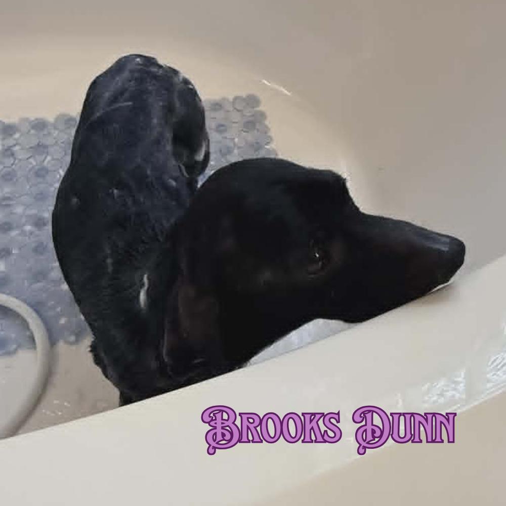 Brooks Dunn, Adoptable, Adult Male Dachshund.