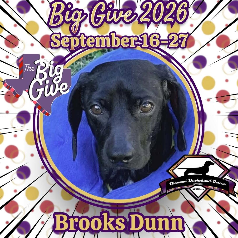 Enlarge Brooks Dunn, a Adoptable Dachshund in San Antonio, TX image 2/3