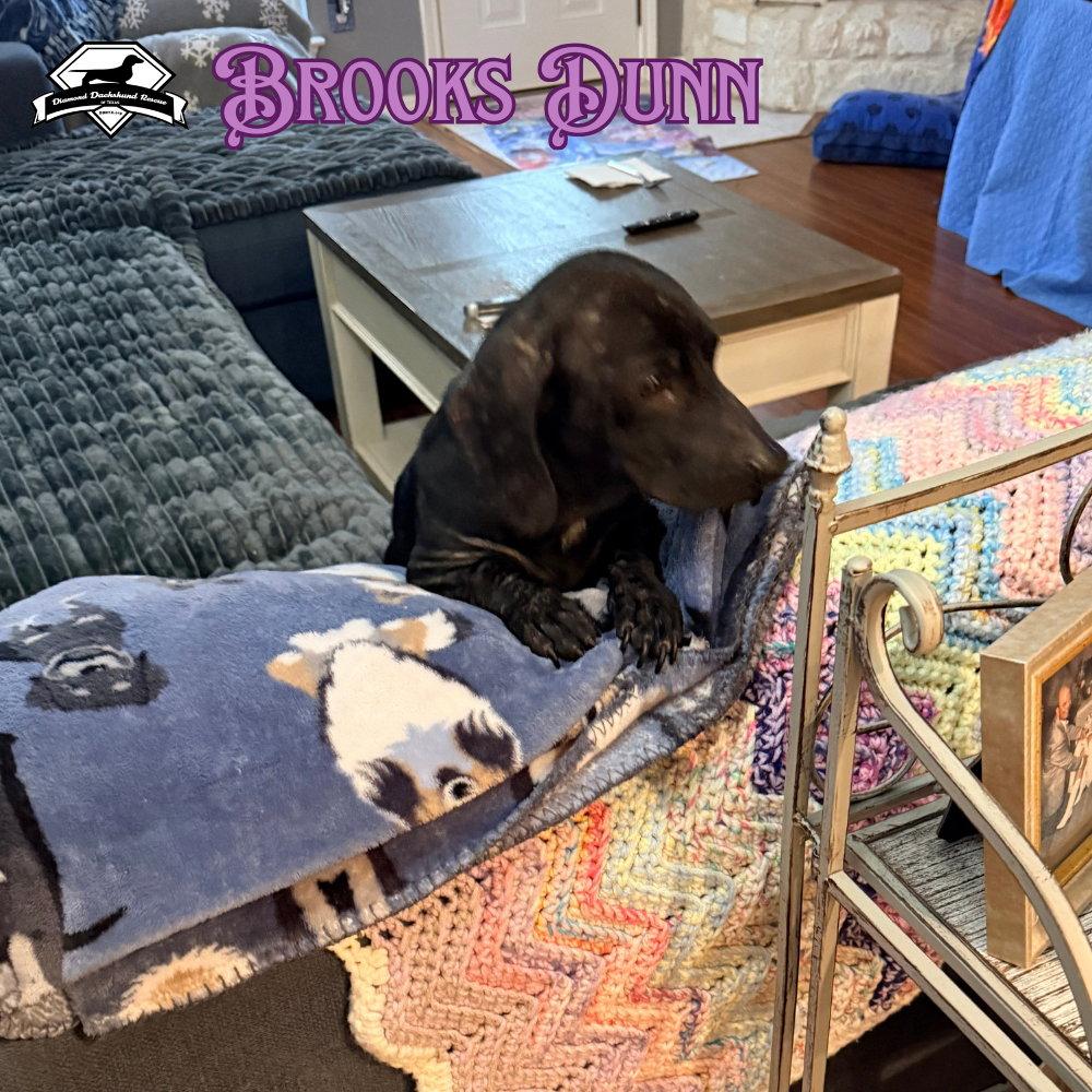 Enlarge Brooks Dunn, a Adoptable Dachshund in San Antonio, TX image 2/3