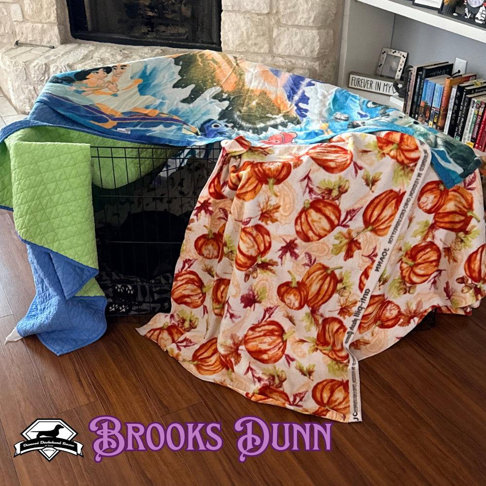 Enlarge Brooks Dunn, a Adoptable Dachshund in San Antonio, TX image 3/3
