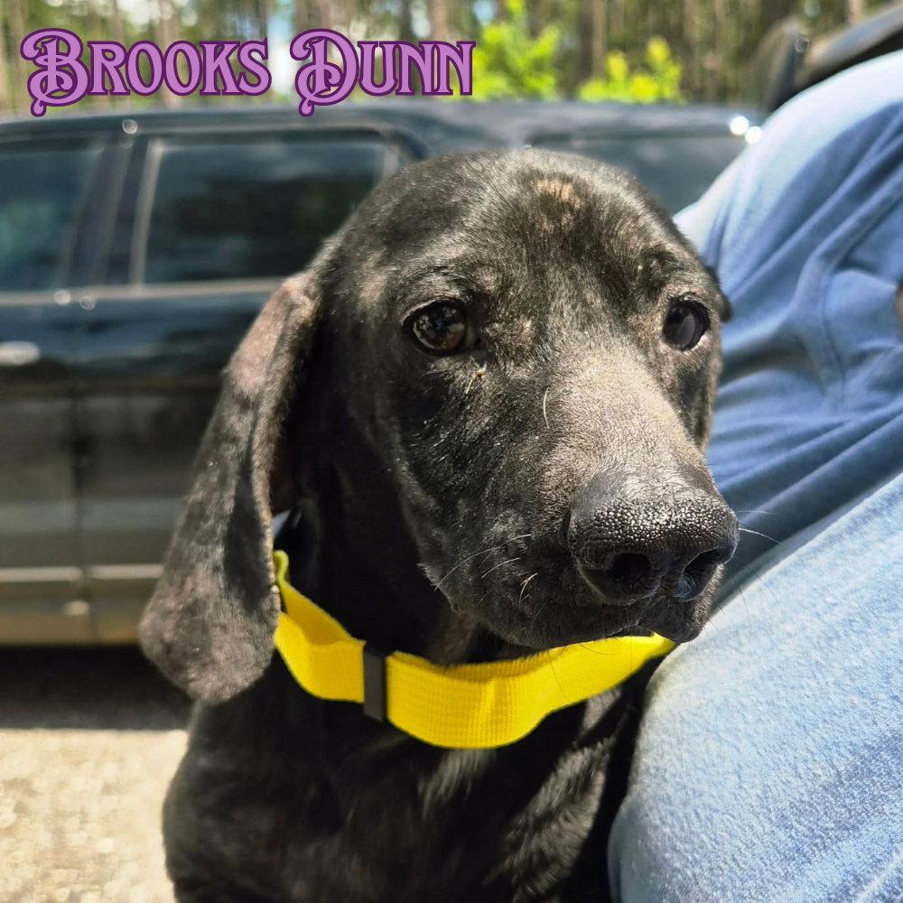Enlarge Brooks Dunn, a Adoptable Dachshund in San Antonio, TX image 3/3